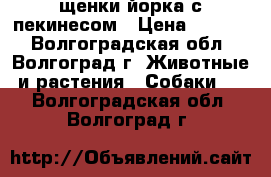 щенки йорка с пекинесом › Цена ­ 4 500 - Волгоградская обл., Волгоград г. Животные и растения » Собаки   . Волгоградская обл.,Волгоград г.